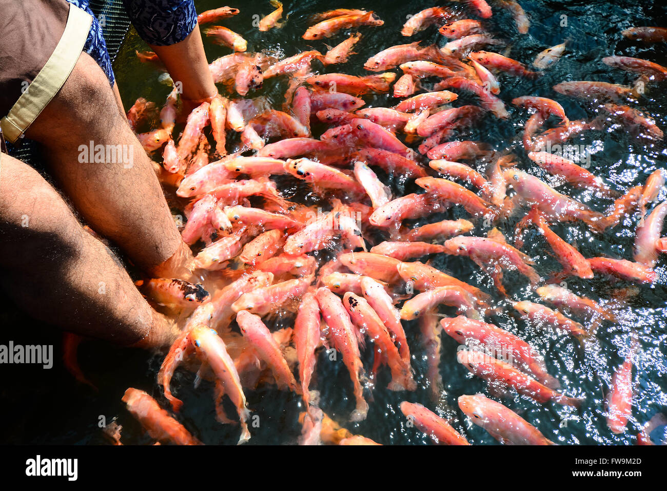 Pesce terapia termale a Madu fiume in Sri Lanka. Madu Pesci di fiume Spa serbatoi sono flottanti in fiume e sono riforniti con grandi Foto Stock