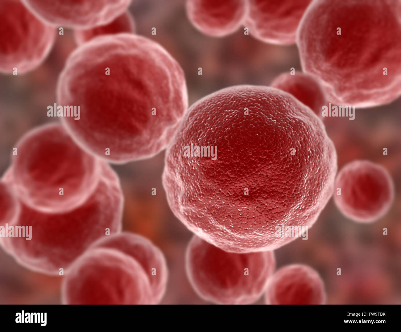 Cellule tumorali Foto Stock
