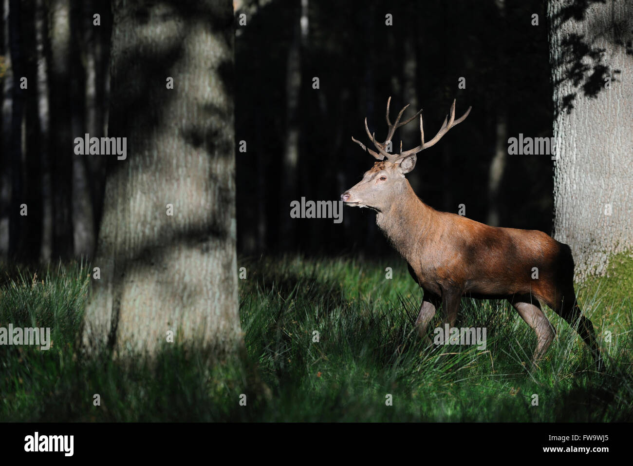 Red Deer / Rothirsch ( Cervus elaphus ), i giovani adulti, camminando lungo il bordo di una baciata dal sole foresta scura. Foto Stock