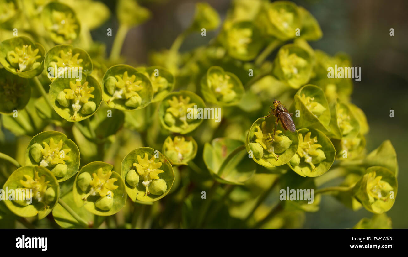 Insetto su Euphorbia fiore all'inizio della primavera Foto Stock