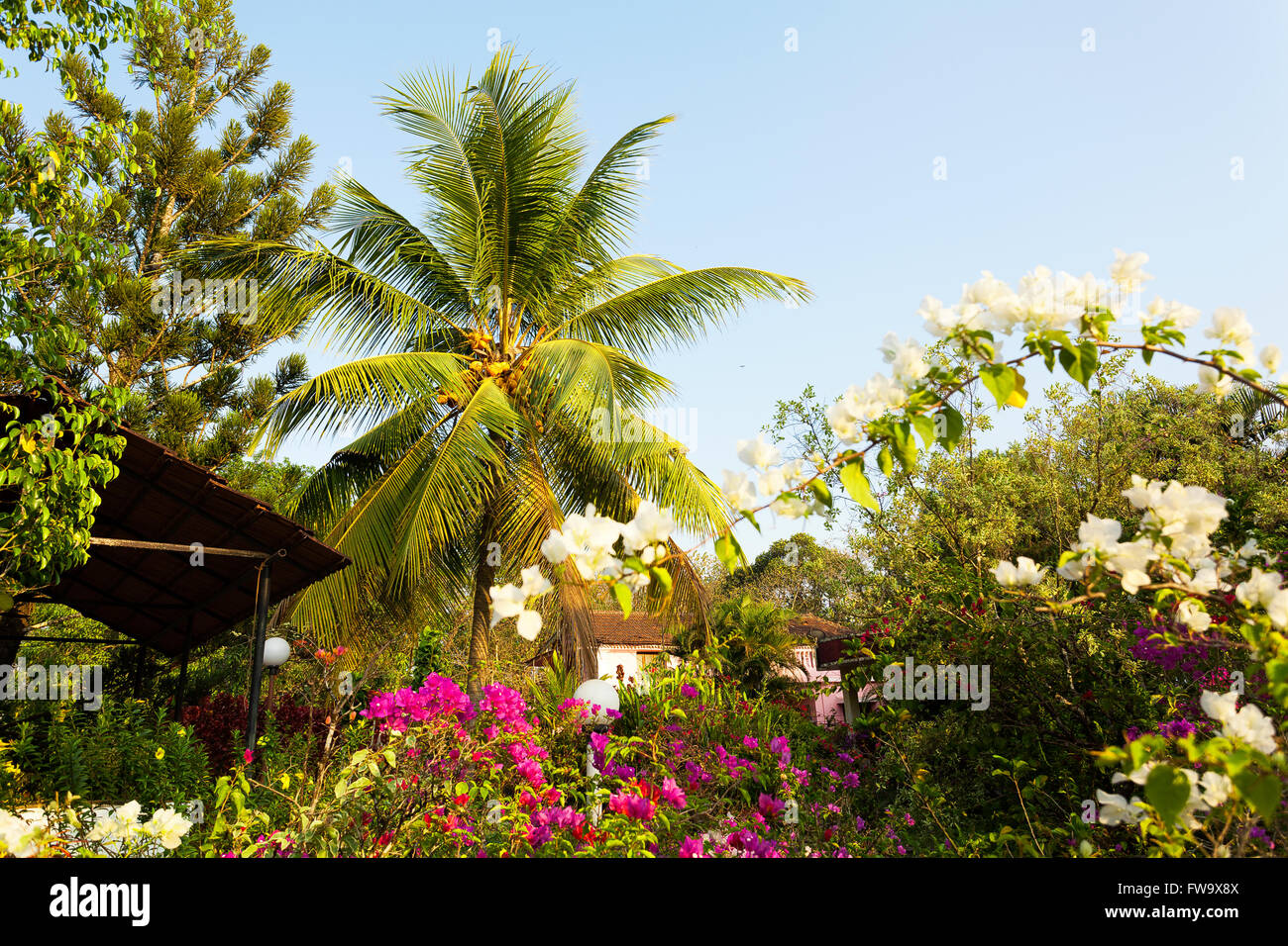 Coconut Palm tree garden Foto Stock