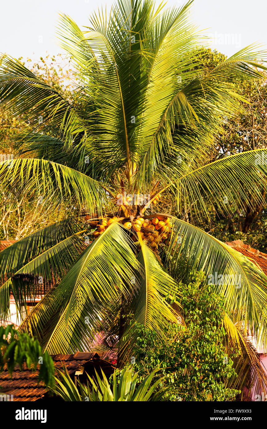 Coconut Palm tree closeup Foto Stock