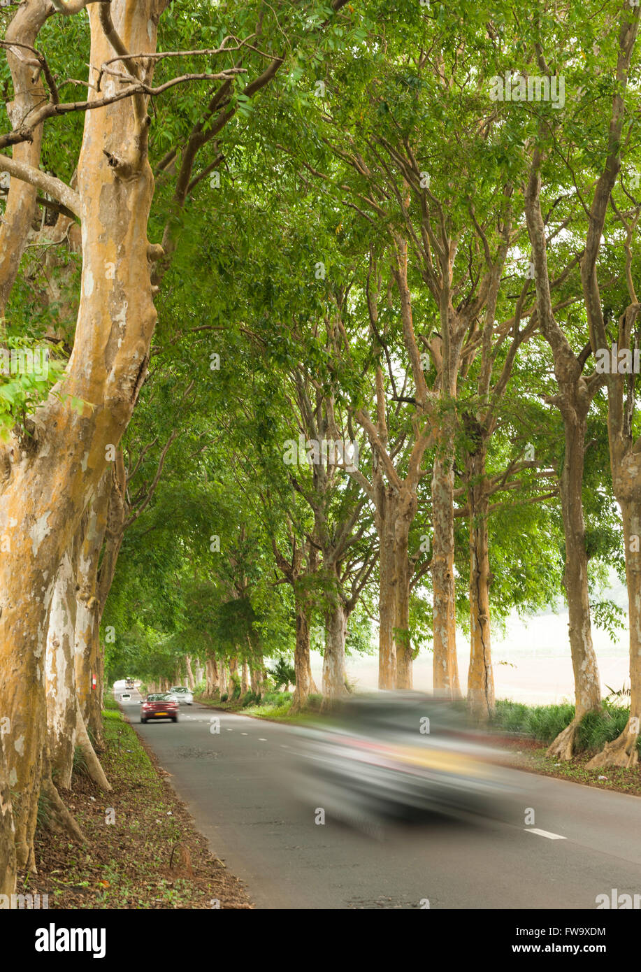 Una strada alberata in Mauritius. Foto Stock