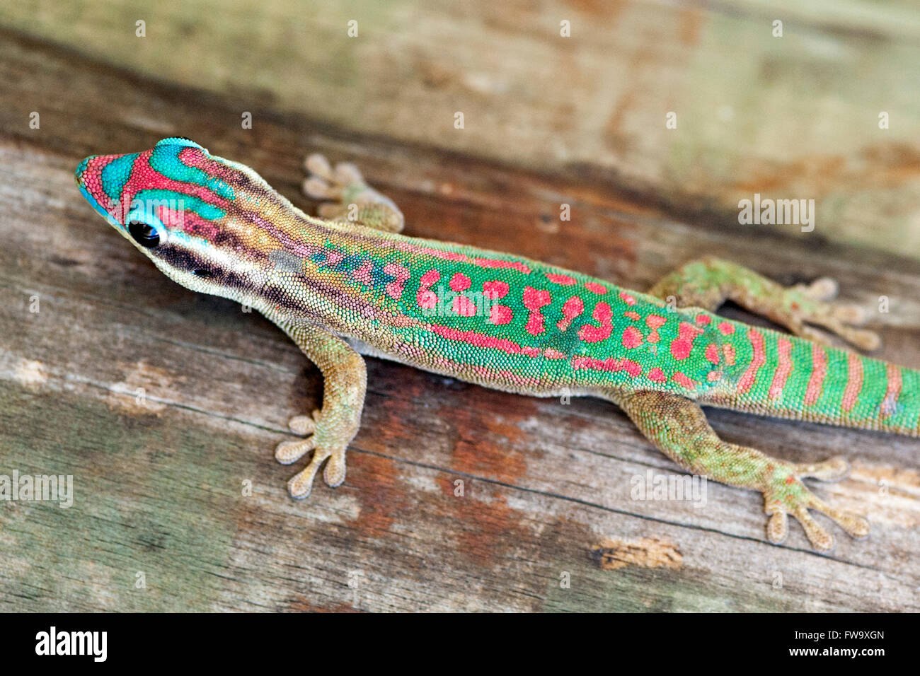 Giorno ornati gecko (Phelsuma ornata) sull'isolotto di Ile aux egrette in Mauritius. Foto Stock