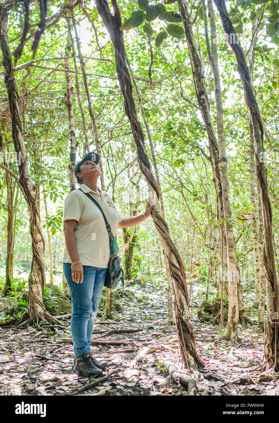Maurizio guida faunistica tra la vegetazione sull'isolotto di Ile aux egrette in Mauritius. Foto Stock
