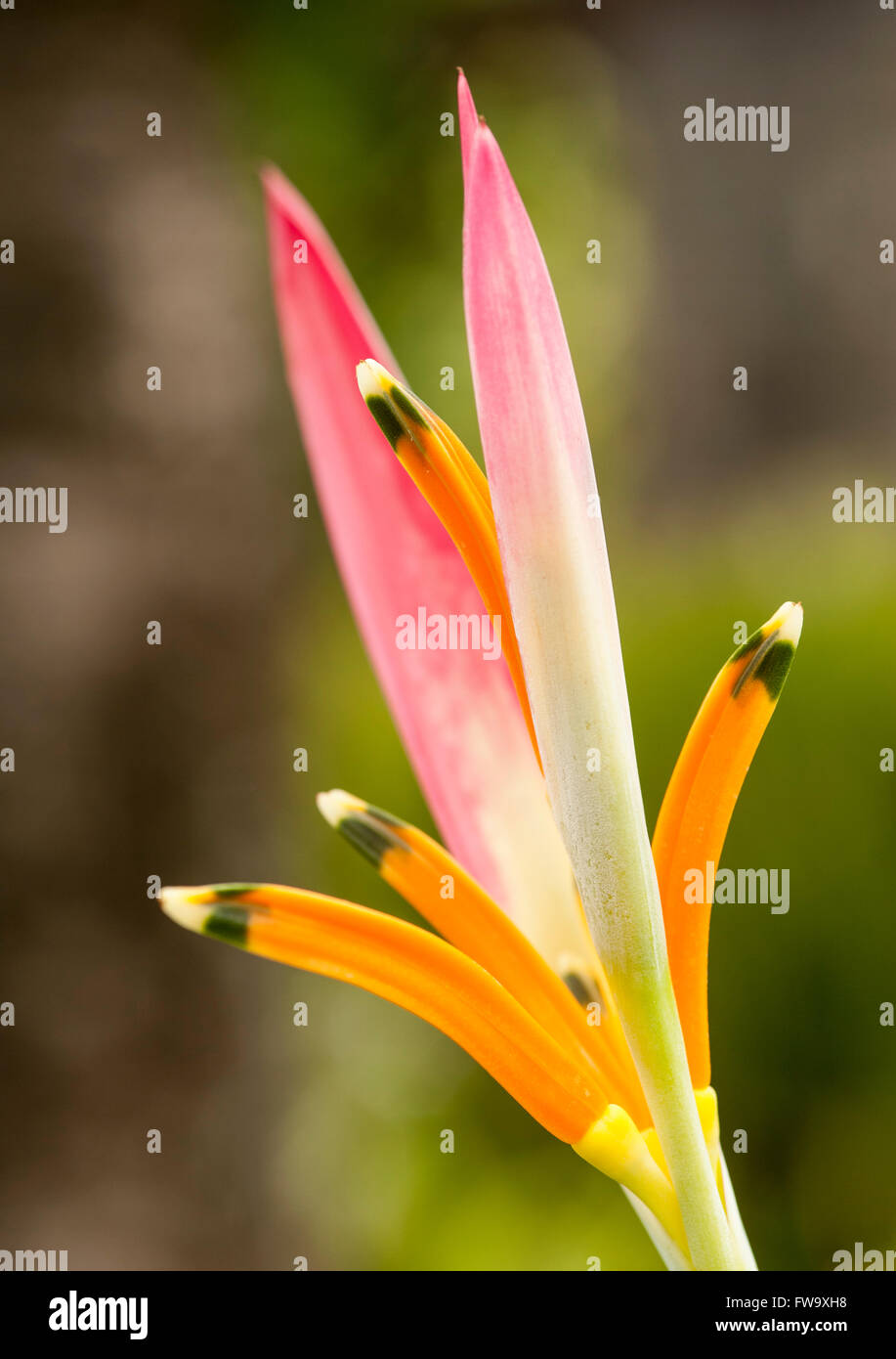 Close up di un fiore heliconia in Mauritius. Foto Stock