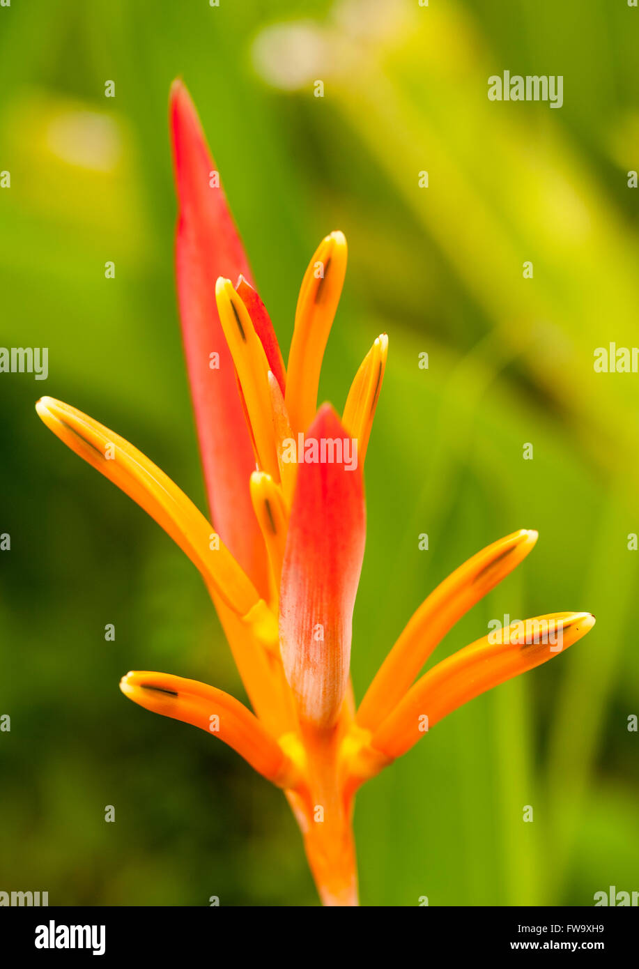 Close up di un fiore heliconia in Mauritius. Foto Stock