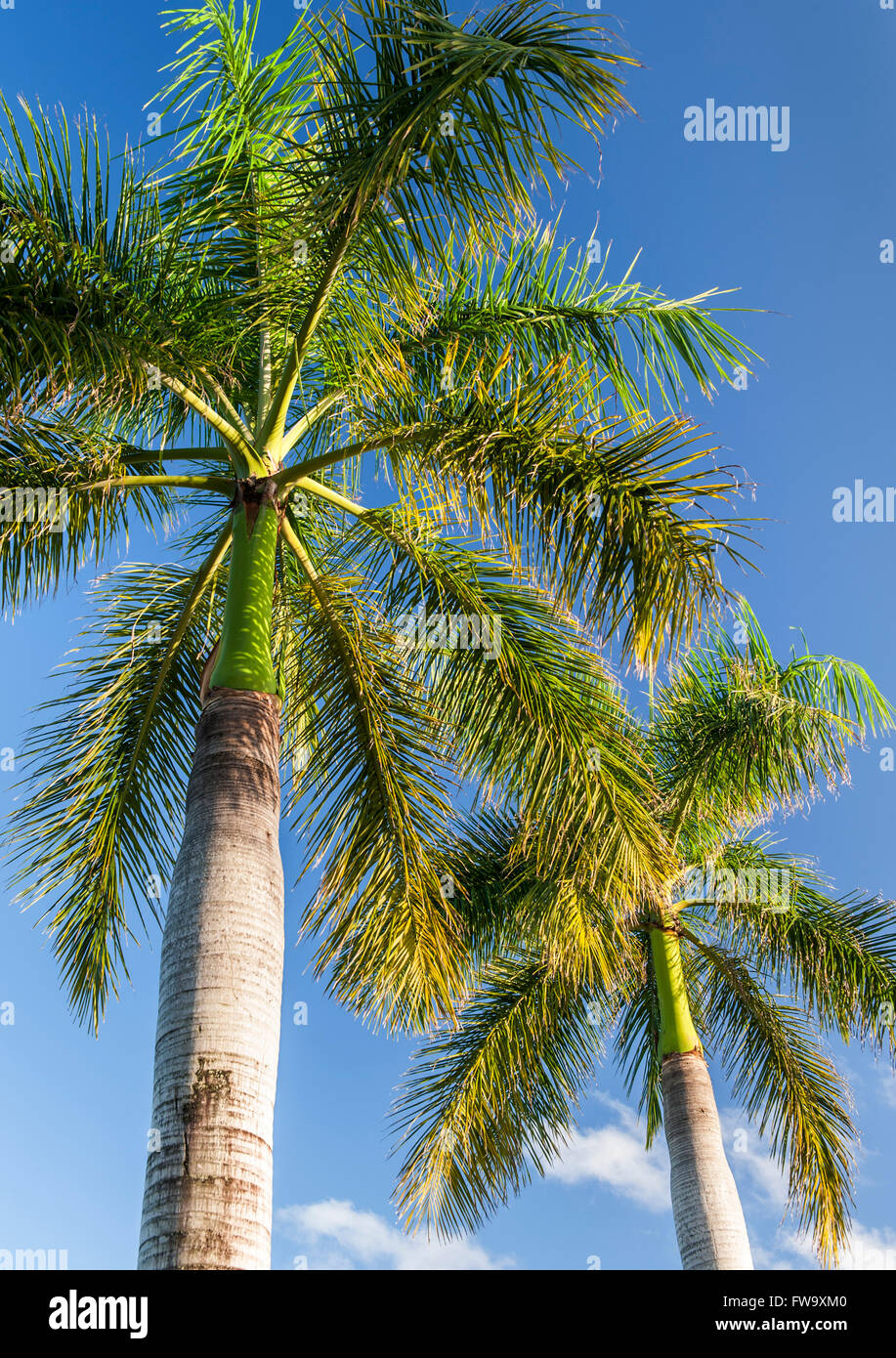 Palm tree in Mauritius. Foto Stock