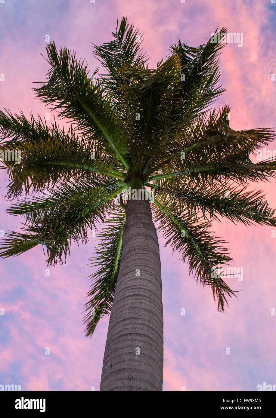 Palm tree in Mauritius. Foto Stock