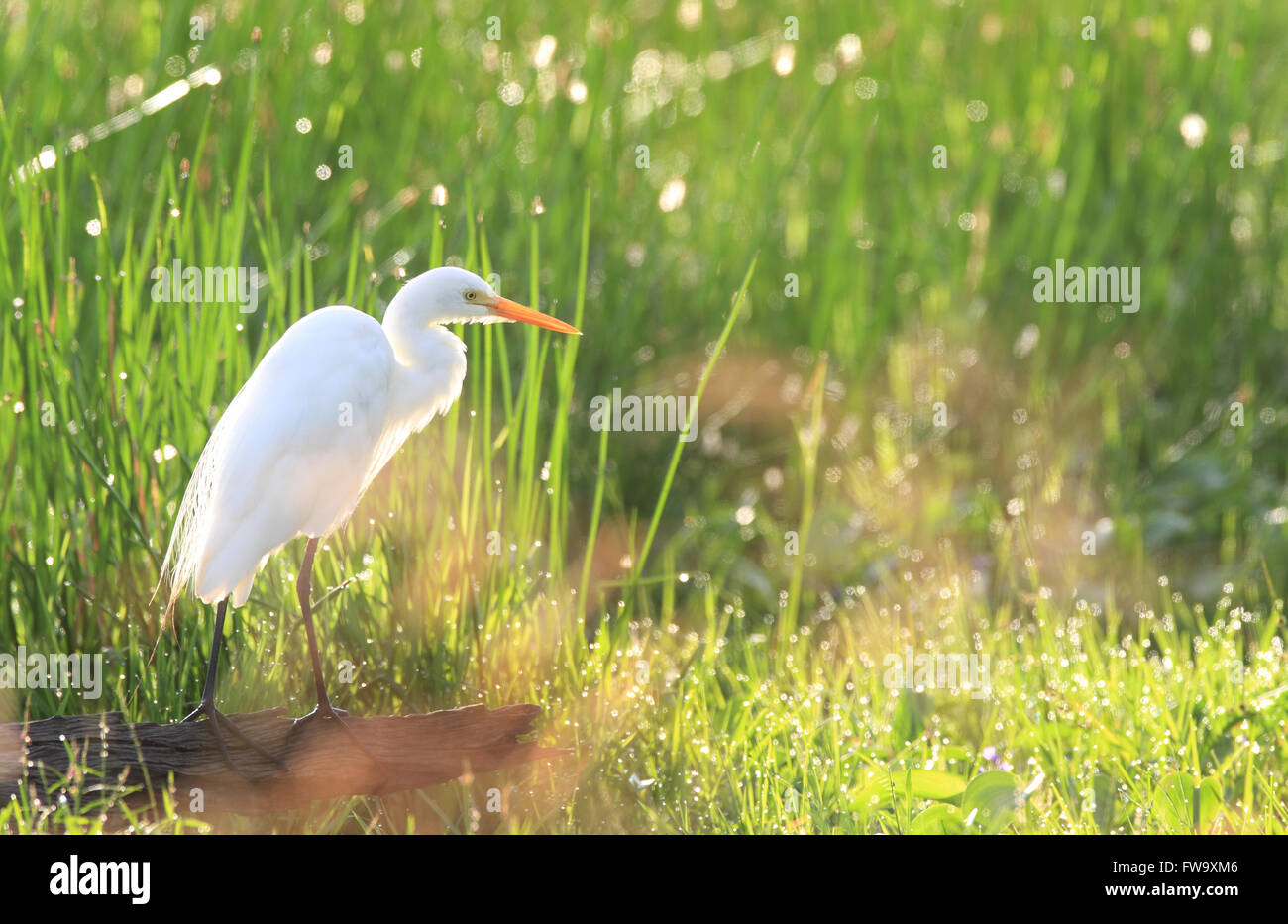 Garzetta intermedia, Ardea intermedia - sul bordo di un outback australiano billabong a sunrise. Foto di Chris Ison Foto Stock