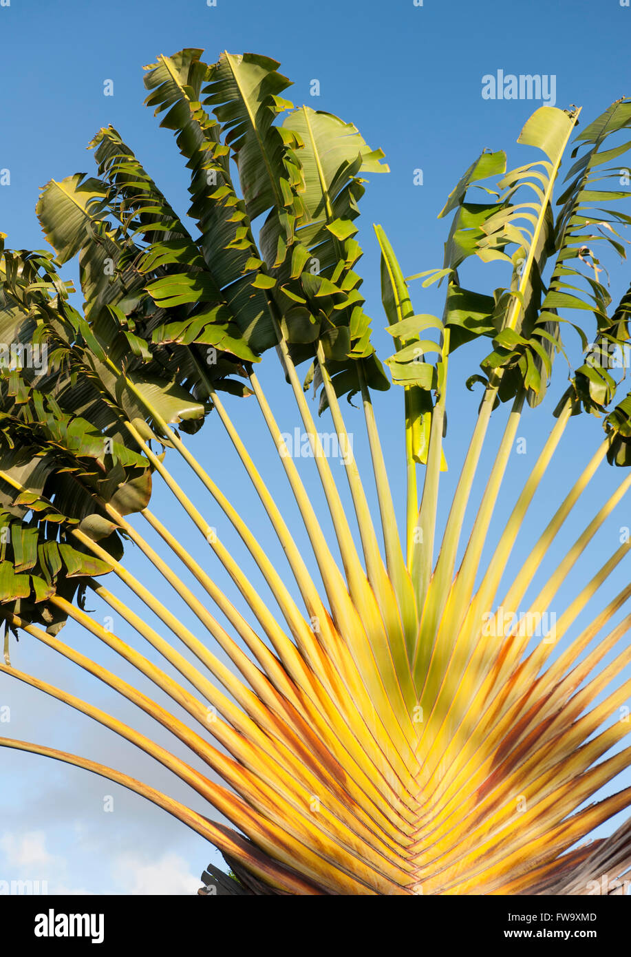 Palm tree in Mauritius. Foto Stock