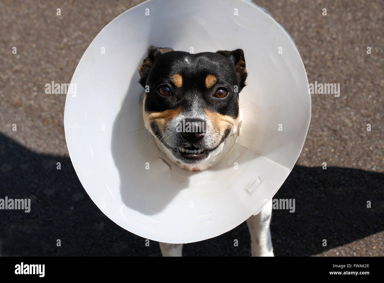 Piccolo Cane sorridente indossando un cono dopo intervento chirurgico Foto Stock