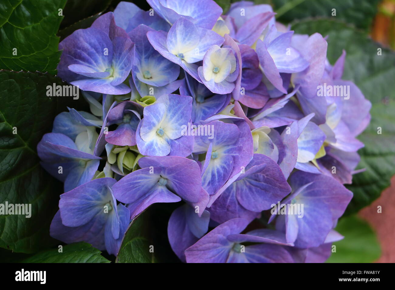 Le Ortensie uno dei miei fiori preferiti. In questa isola sono fioriti nei diversi colori. Foto Stock