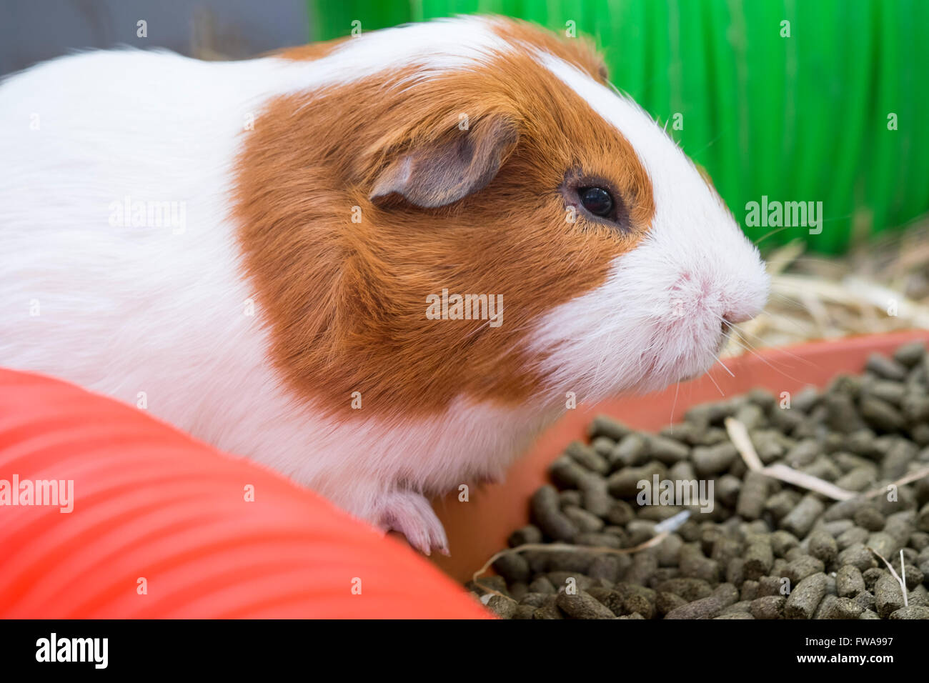 La cavia in una gabbia, UK. Foto Stock