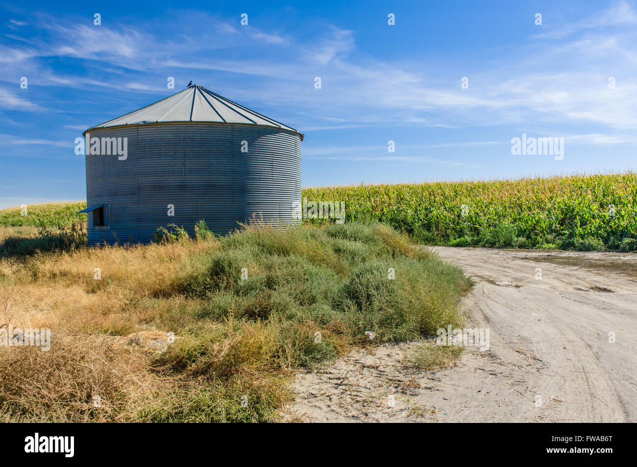 Silo metallico su una fattoria con campo di grano in Eastern Washington, Stati Uniti d'America Foto Stock