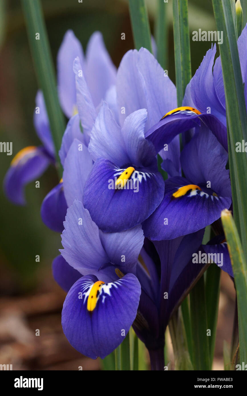 Rasa nana iris, fiori di primavera Foto Stock