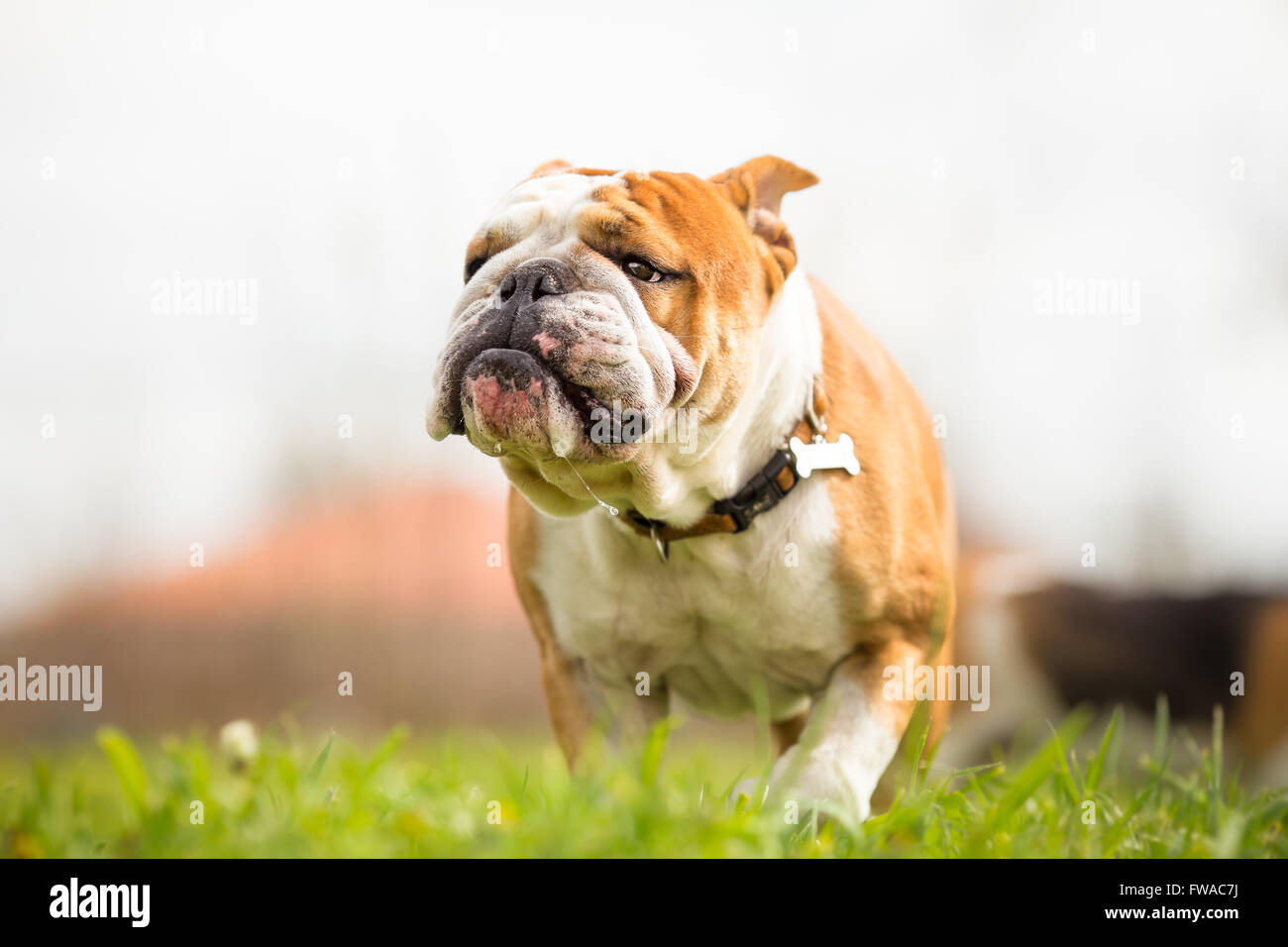 Ritratto di Bulldog inglese nel giardino Foto Stock