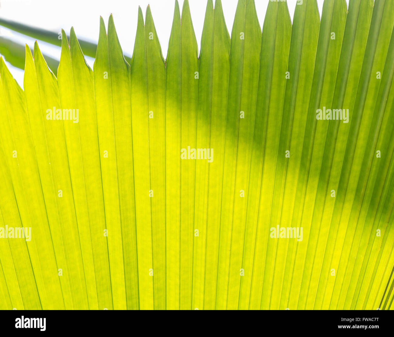 Sugar Palm foglie verde sfondo astratto con retro illuminazione Foto Stock