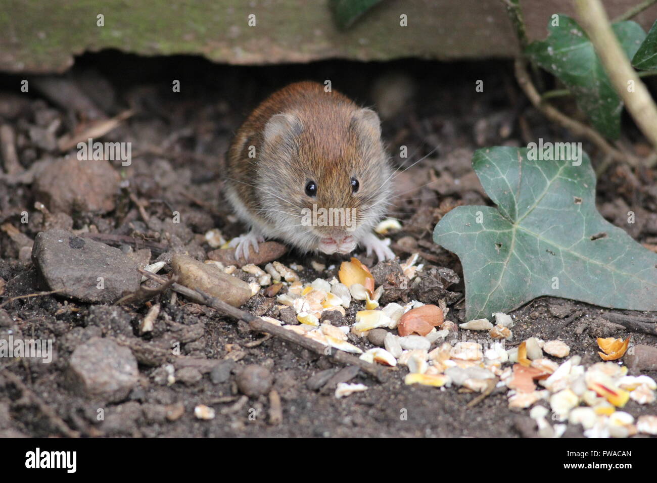 Bank vole alimentazione su birdfood. Foto Stock