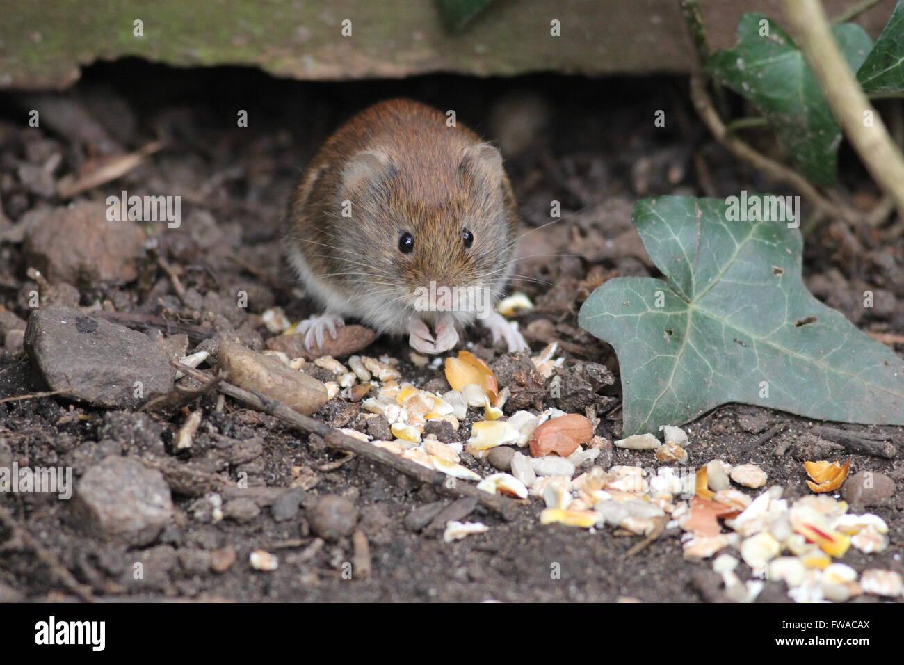 Bank vole alimentazione su eventuali fuoriuscite di bird-cibo. Foto Stock