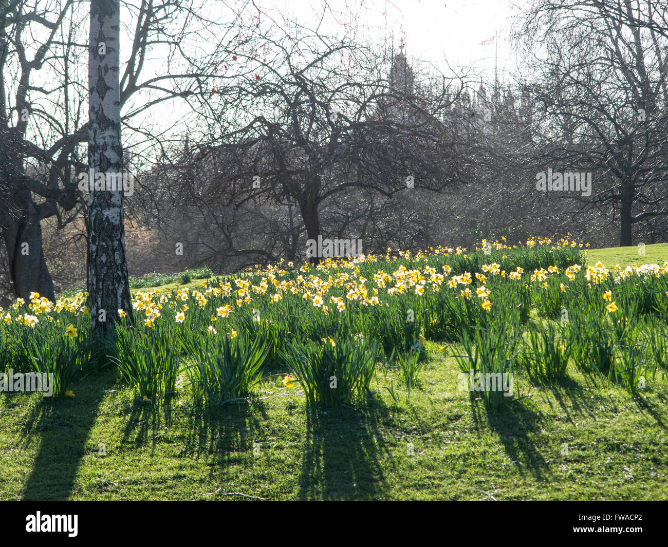 Giunchiglie in primavera a St James Park, Londra Foto Stock