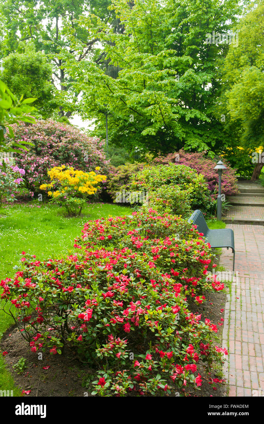 Deutschland, Köln Deutz, Rheinpark Rhododendron-Hain Foto Stock