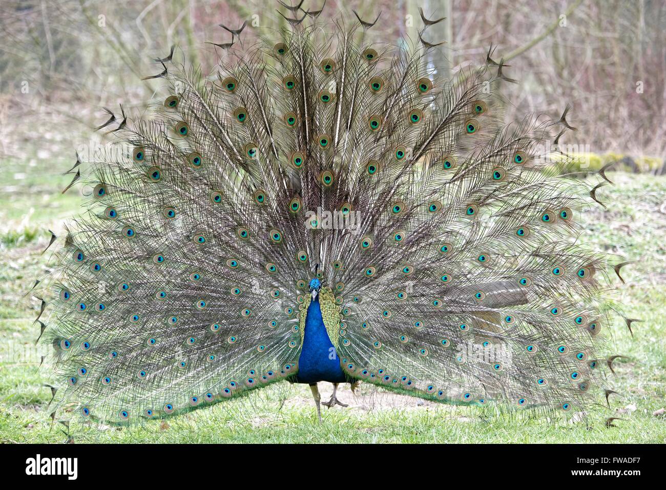 Indian Peafowl,Pavo cristatus. Foto Stock