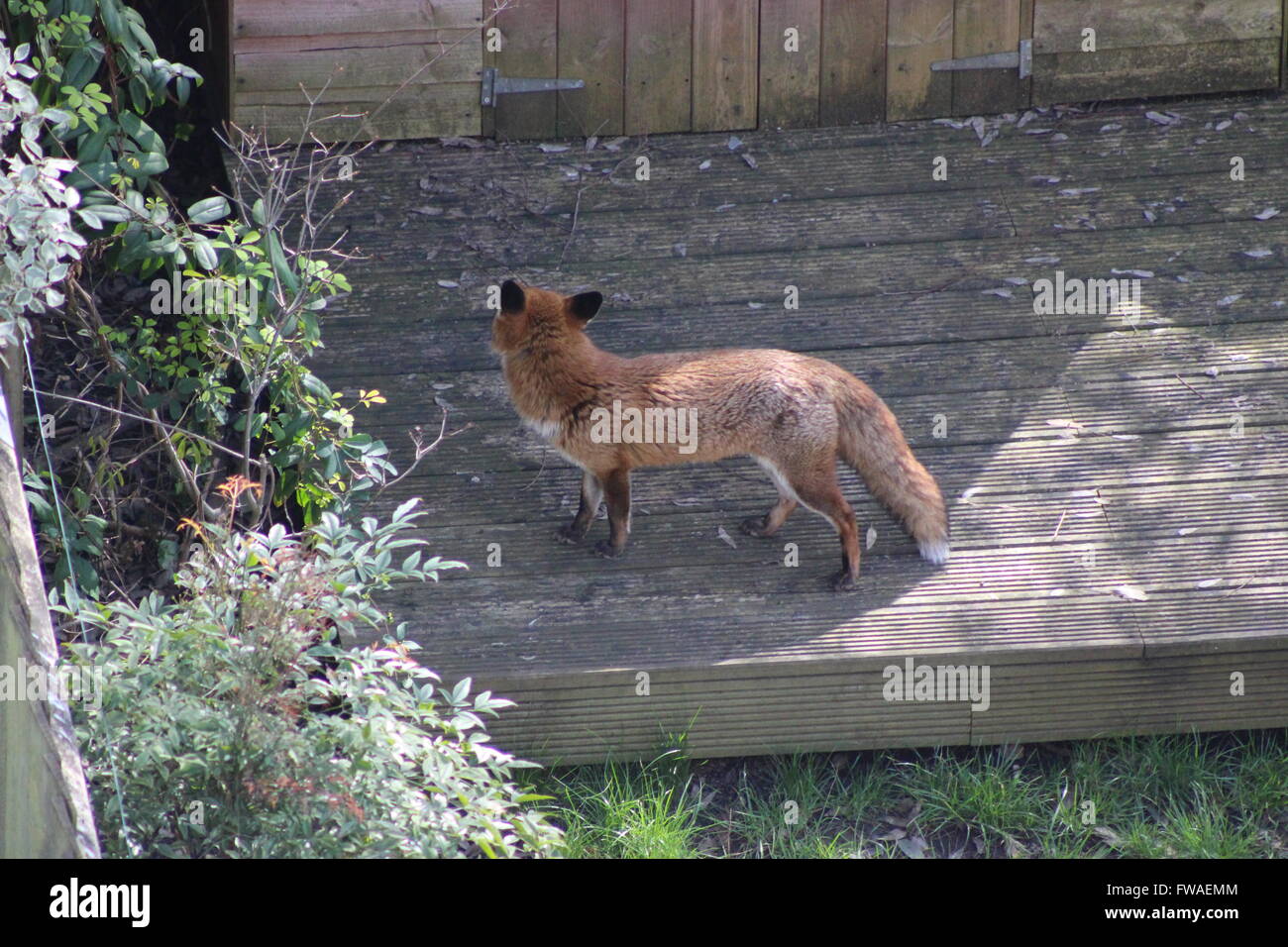 Urban Red Fox (Vulpes vulpes vulpes) nel giardino di Londra Foto Stock