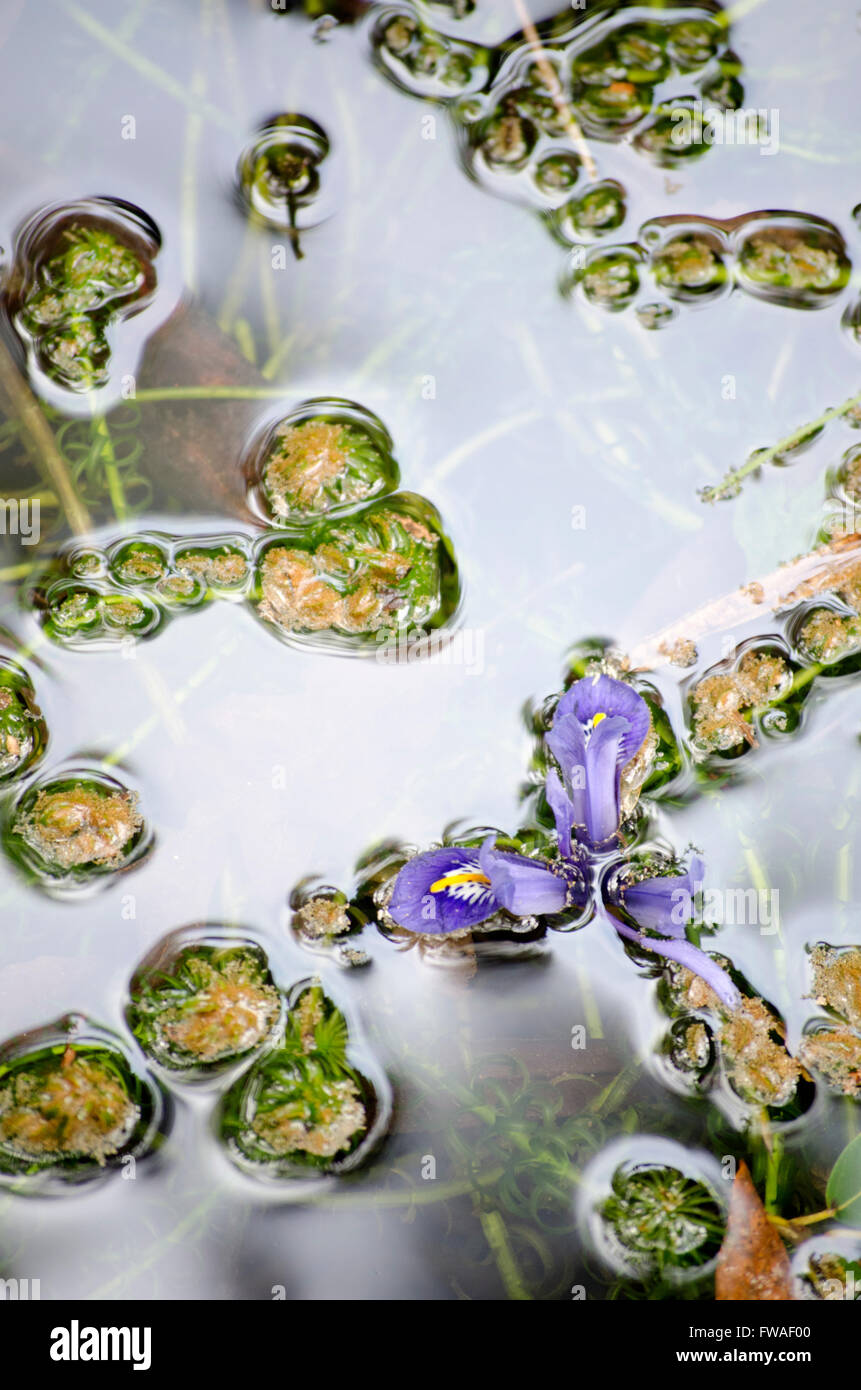 Fiore e Foglie nell'acqua di uno stagno del giardino Foto Stock