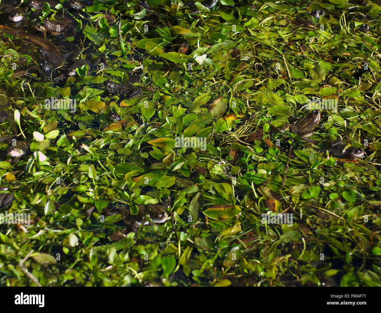 Le rane depongono in stagno vicino Binn verde, Dovestone serbatoio, Greenfield. Foto Stock