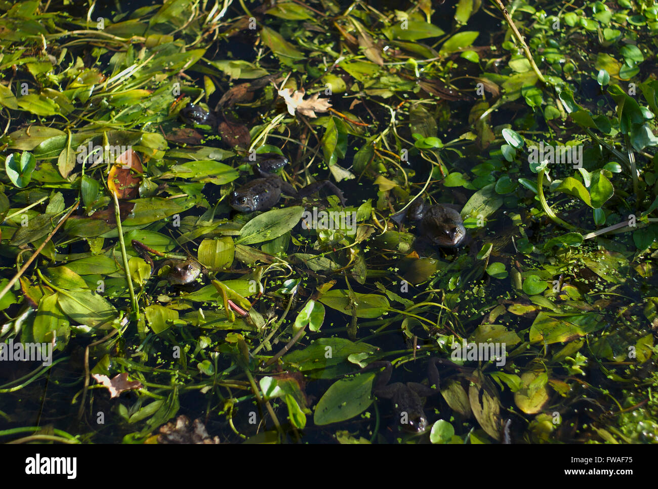 Le rane depongono in stagno vicino Binn verde, Dovestone serbatoio, Greenfield. Foto Stock