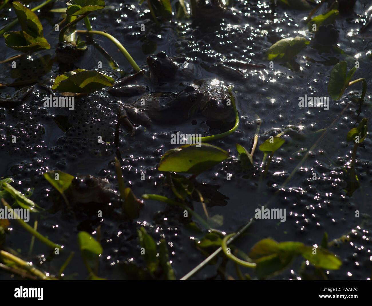 Le rane depongono in stagno vicino Binn verde, Dovestone serbatoio, Greenfield. Foto Stock