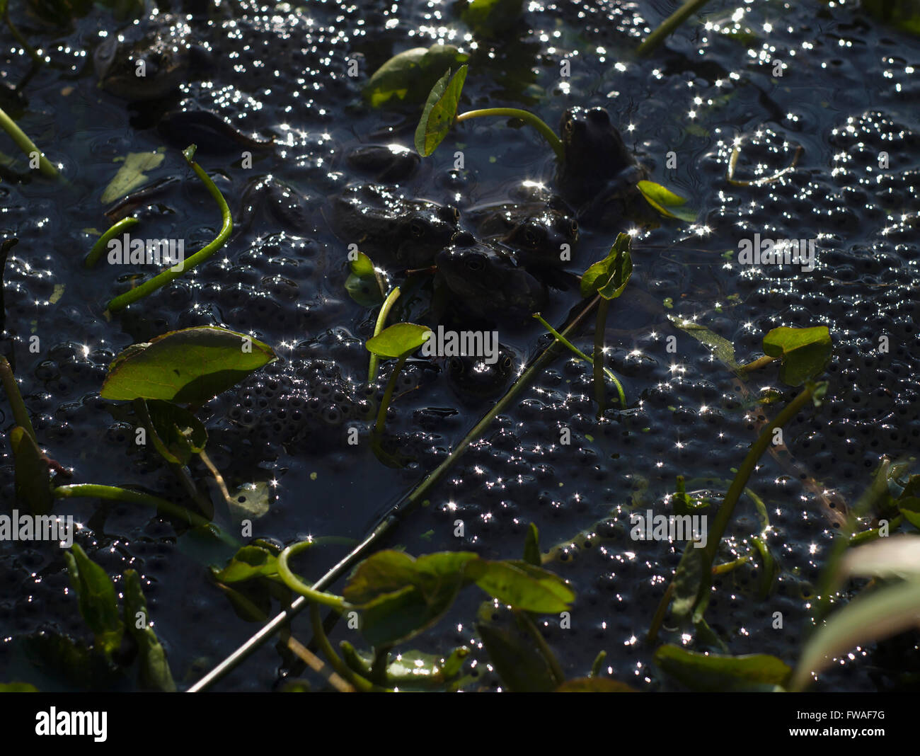 Le rane depongono in stagno vicino Binn verde, Dovestone serbatoio, Greenfield. Foto Stock