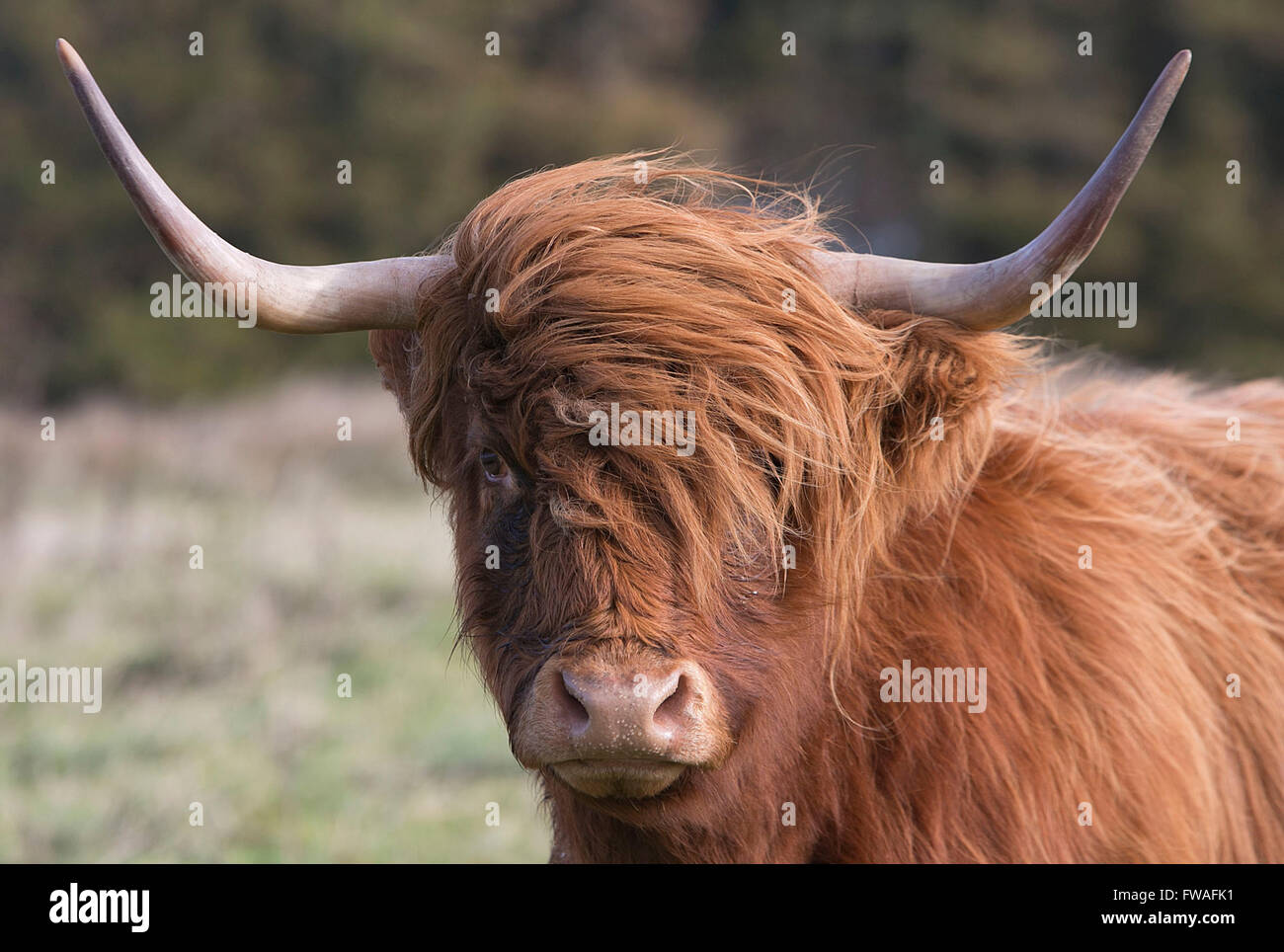 Un altopiano di vacca ha è soffiata per capelli al vento. Foto Stock