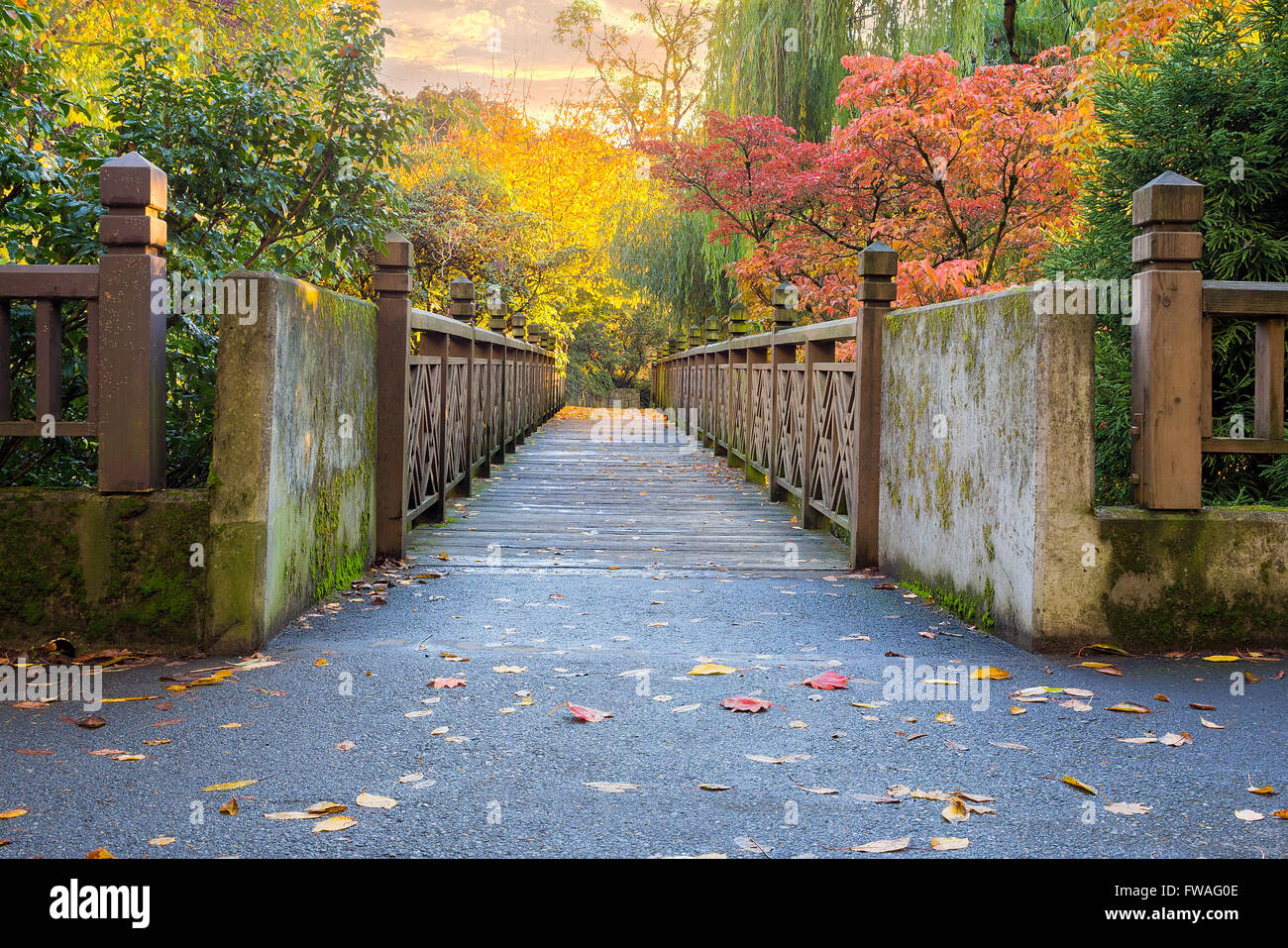 I colori dell'Autunno lungo il ponte a Crystal Springs Rhododendron Garden in Portland Oregon al tramonto Foto Stock