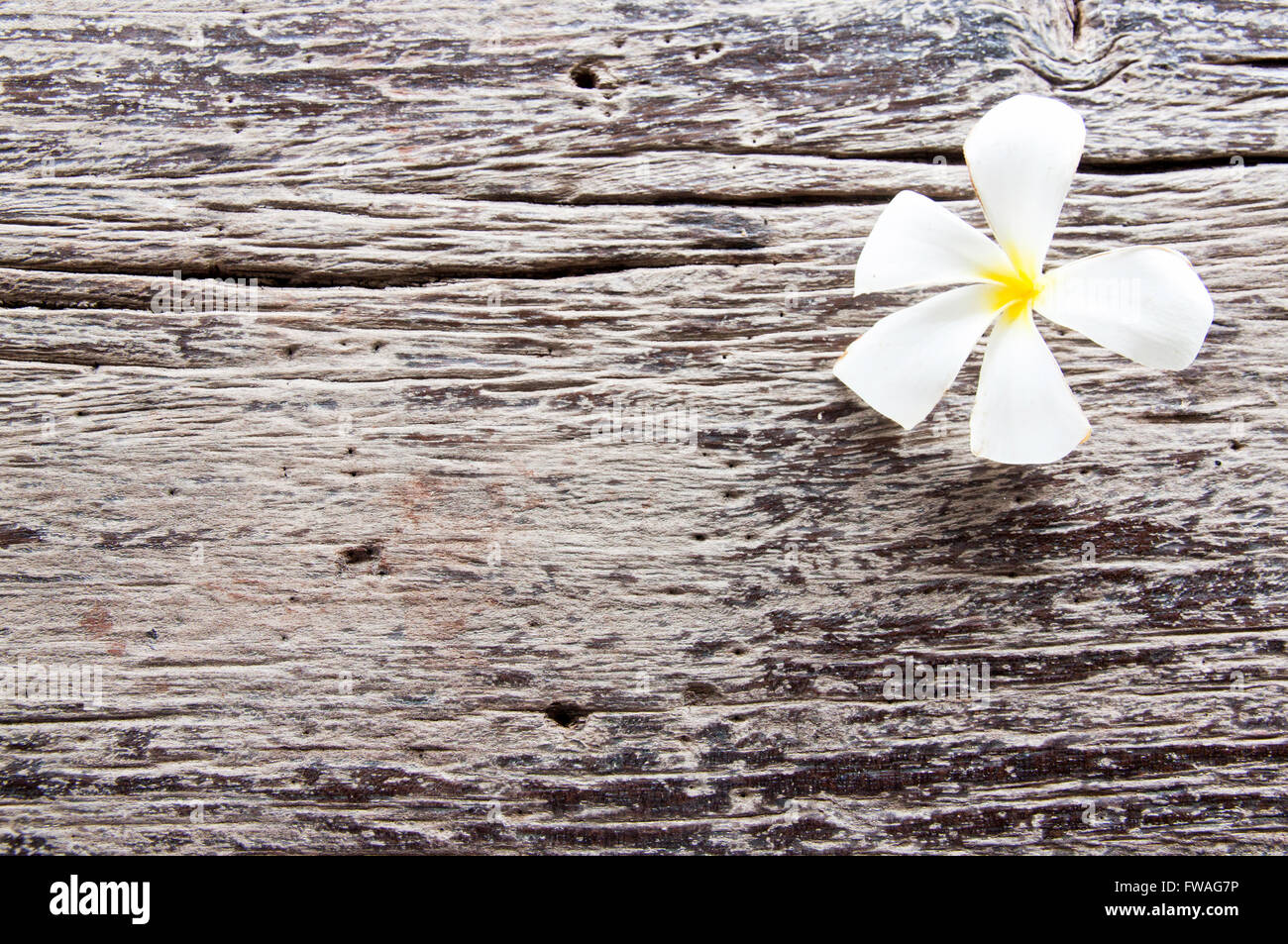 Plumeria un fiore sul vecchio legno superfici ruvide Foto Stock