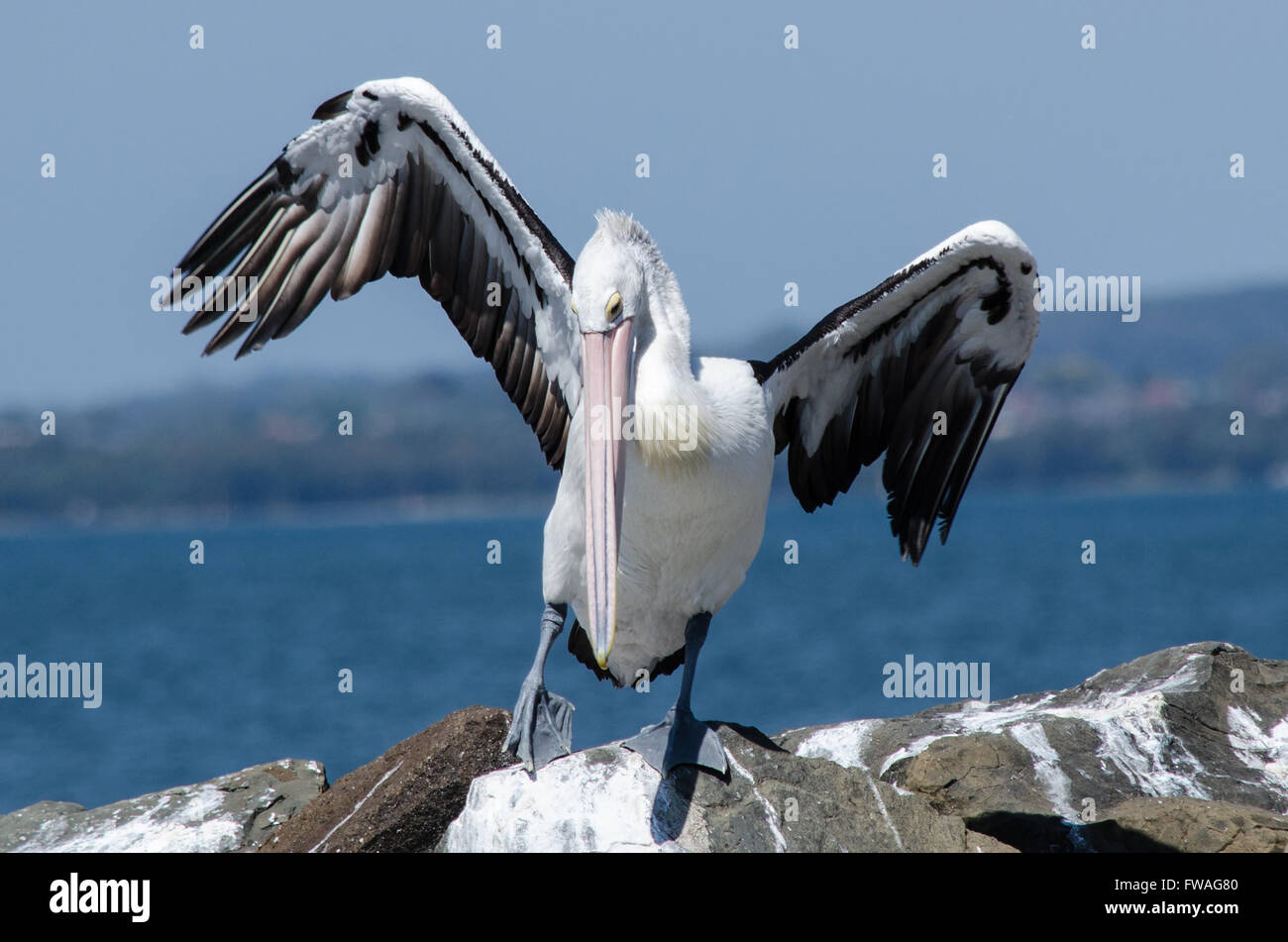 Australian Pelican Pelecanus Conspicillatus Foto Stock