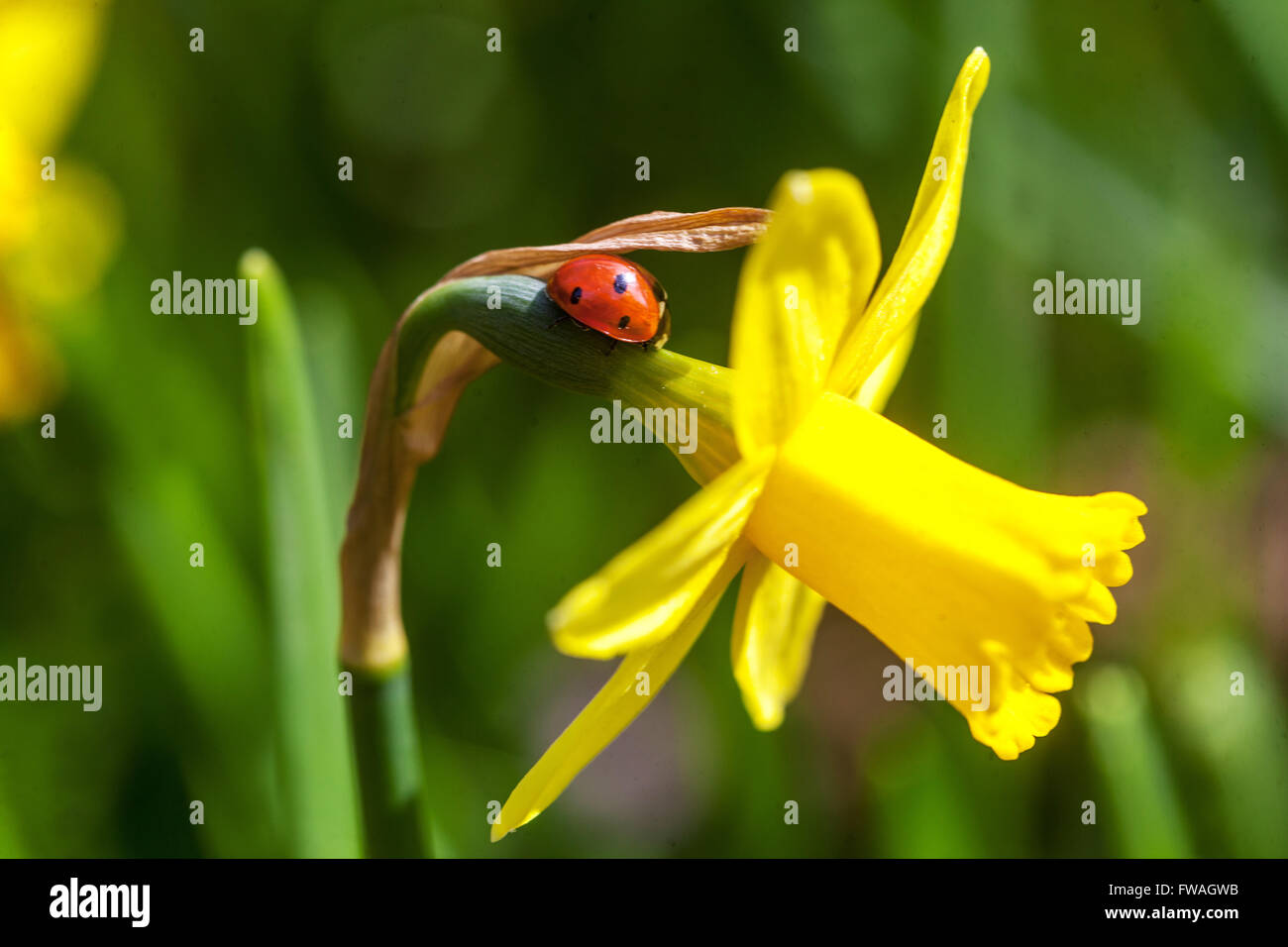 Giallo Daffodil Tete a Tete aprile giardino ladybird Aprile fiore giallo ladybug Foto Stock