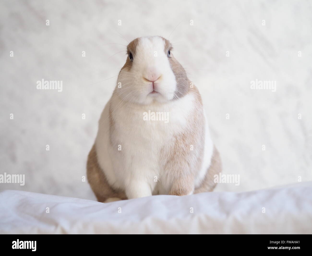 Marrone e bianco bunny con entrambe le orecchie verso il basso. Mix di Gigante fiammingo e nano lop Foto Stock