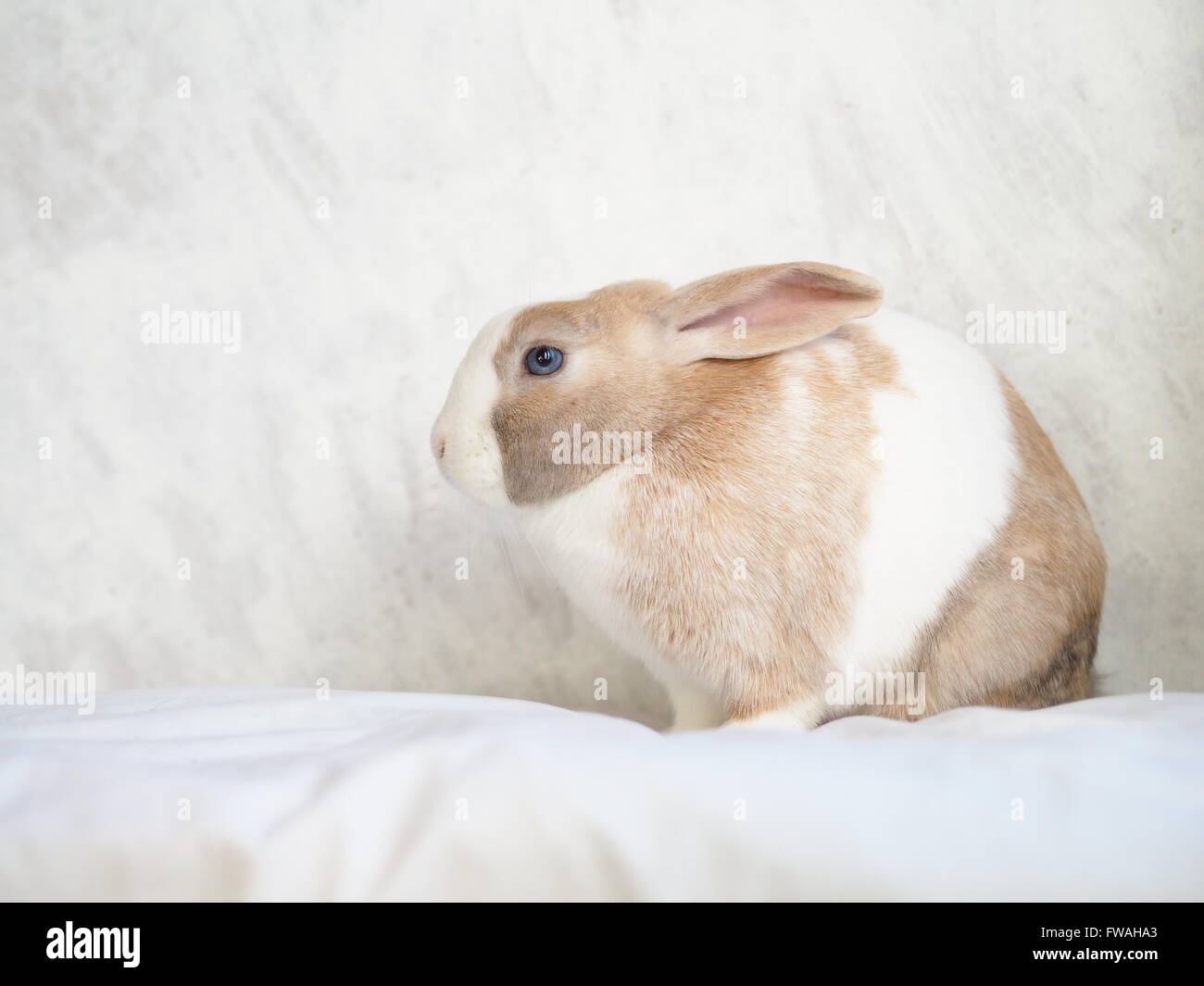 Marrone e bianco bunny - Gigante fiammingo e nano lop Foto Stock