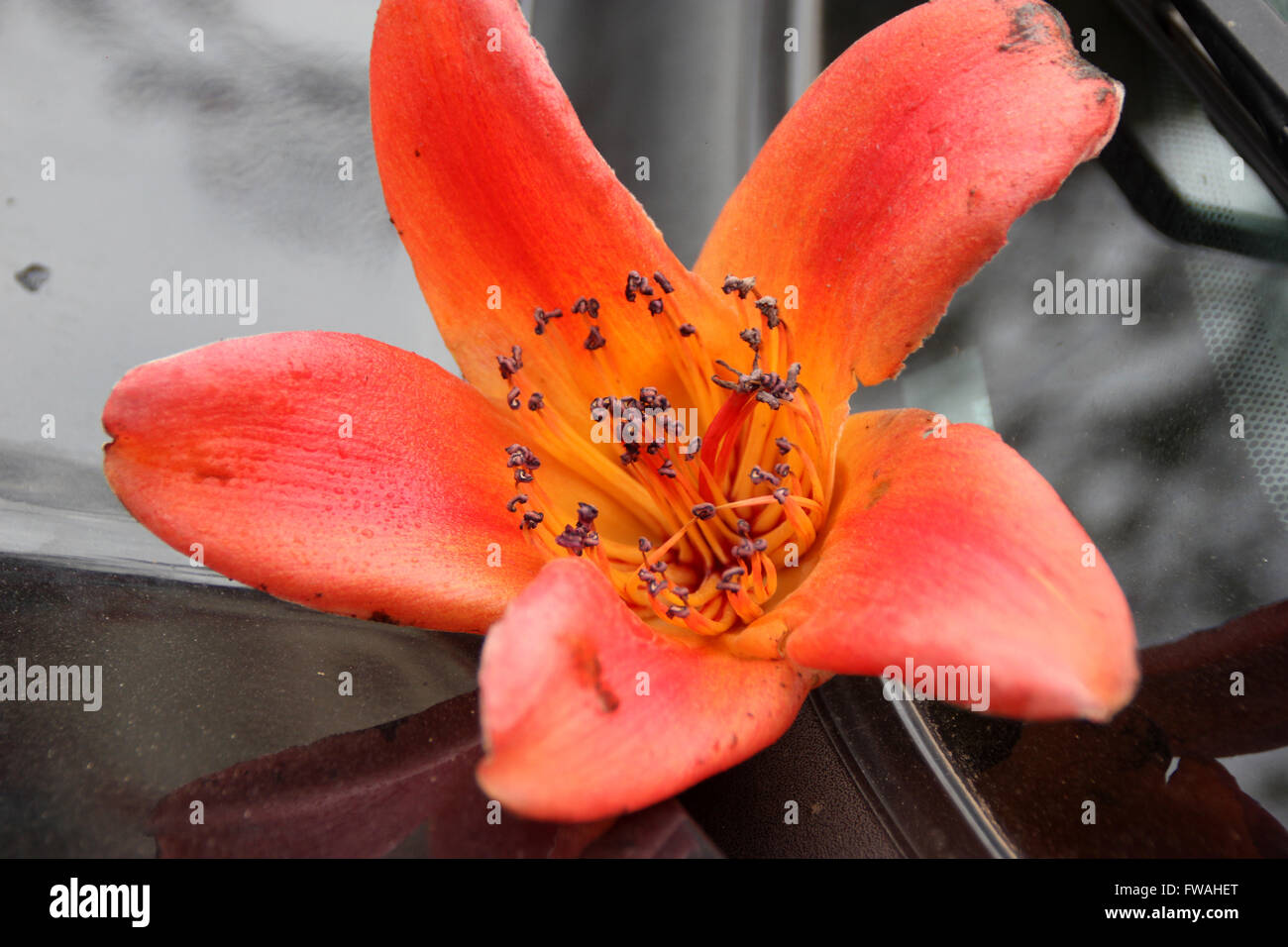 Bombax ceiba, seta rosso-Cotton Tree, albero a foglie decidue con grandi fiori di colore rosso che compaiono prima delle foglie, hanno cinque petali Foto Stock