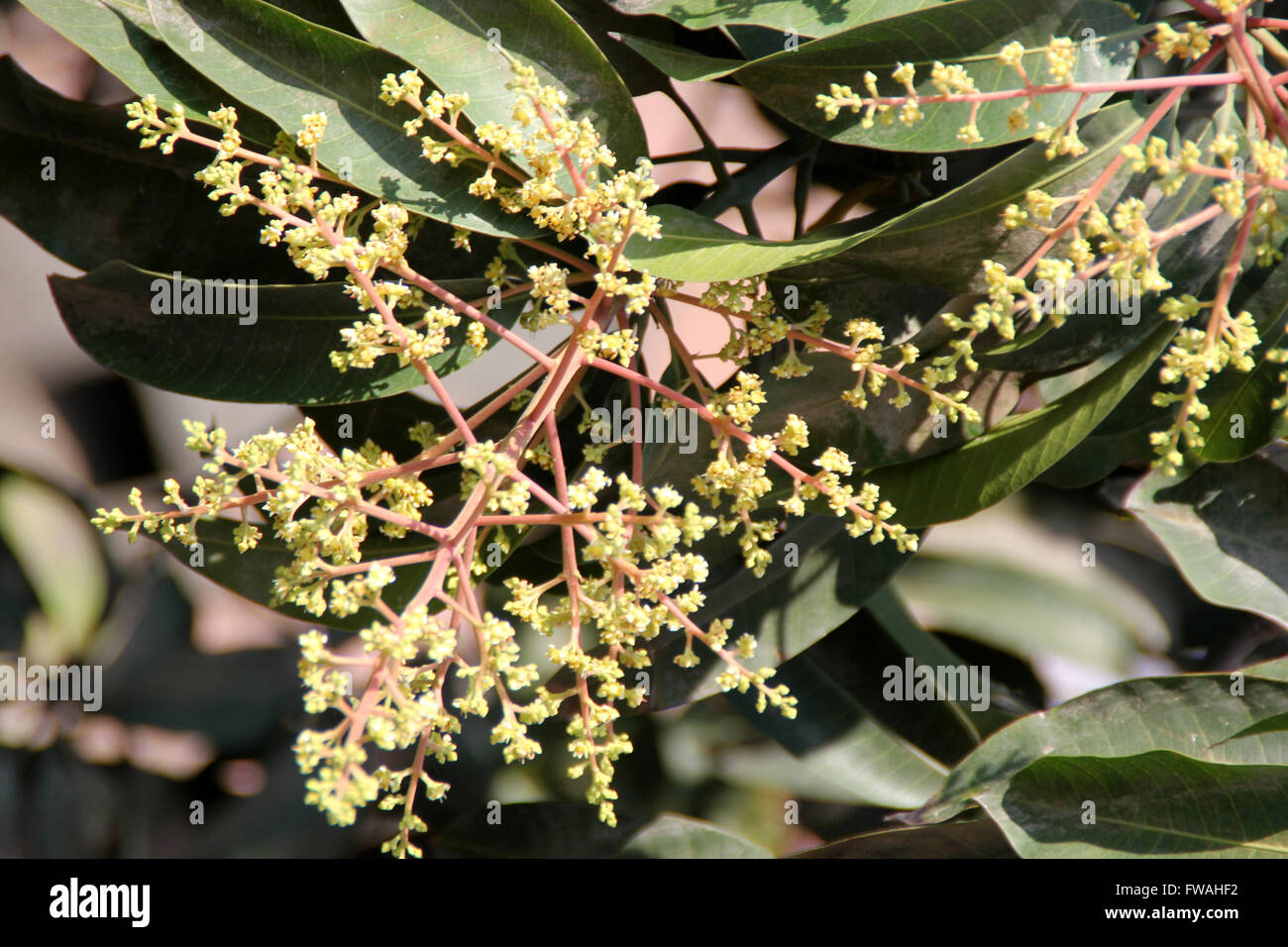 Il Mango Tree in fiore, Mangifera indica, albero sempreverde, foglie lanceolate, giallo pallido fiori e frutta drupa, molte cultivar Foto Stock