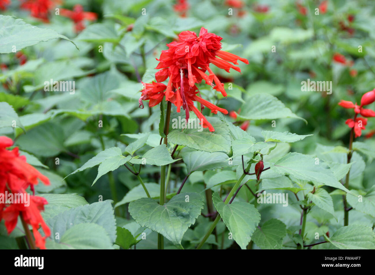 Salvia splendens, Scarlet sage, tropicali salvia, coltivate erbe ornamentali con opposte ovate foglie e fiori di scarlatto Foto Stock