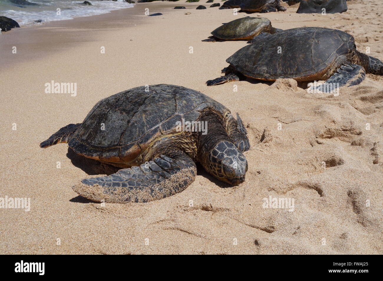 Wild gigante Honu tartarughe Verdi del Mare Hawaiano a Hookipa Beach Park, Maui Foto Stock