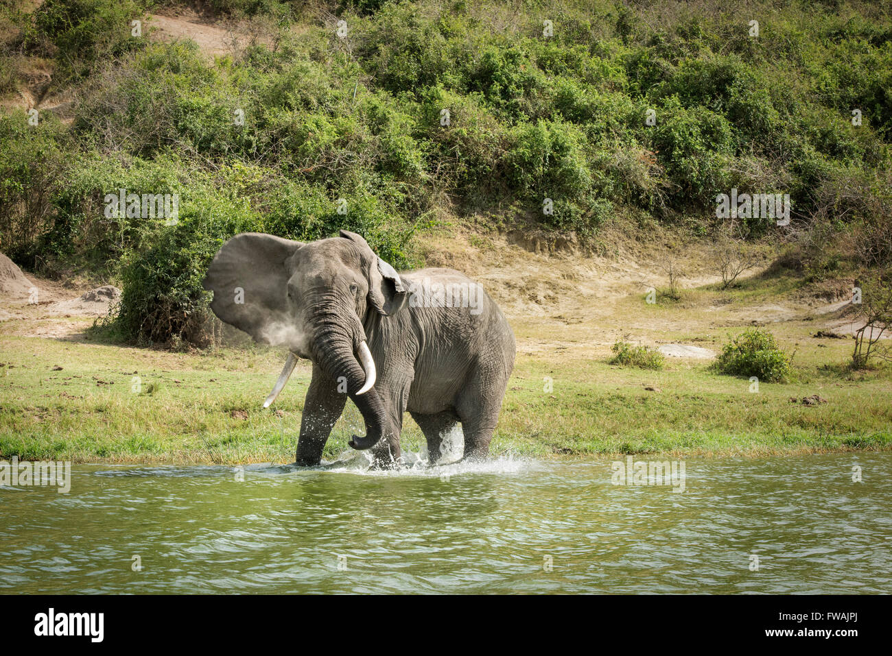 Uganda, Africa Foto Stock