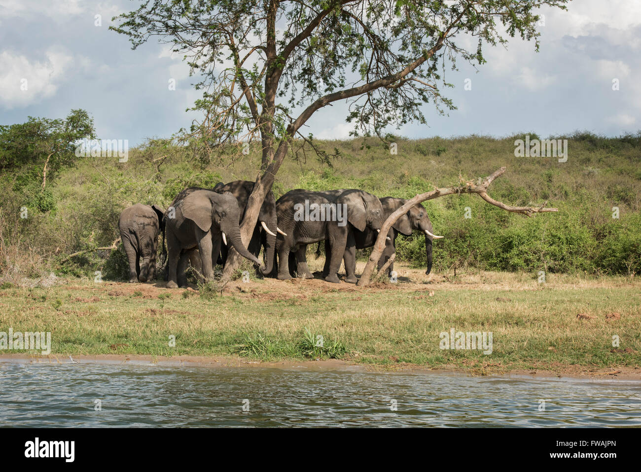 Uganda, Africa Foto Stock