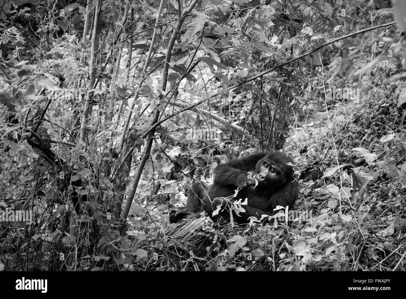 Gorilla di Montagna Foto Stock