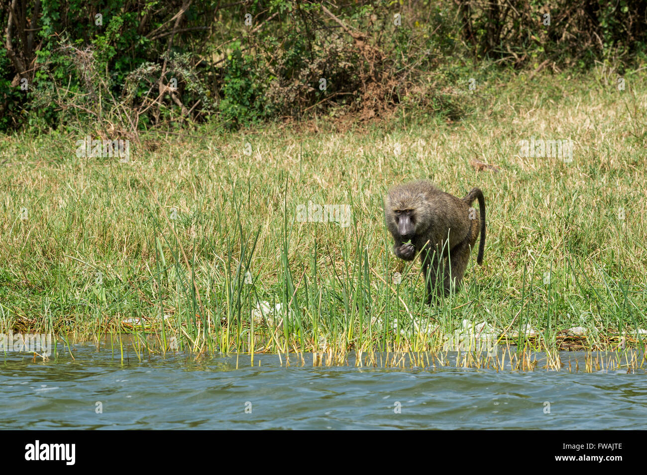 Uganda, Africa Foto Stock