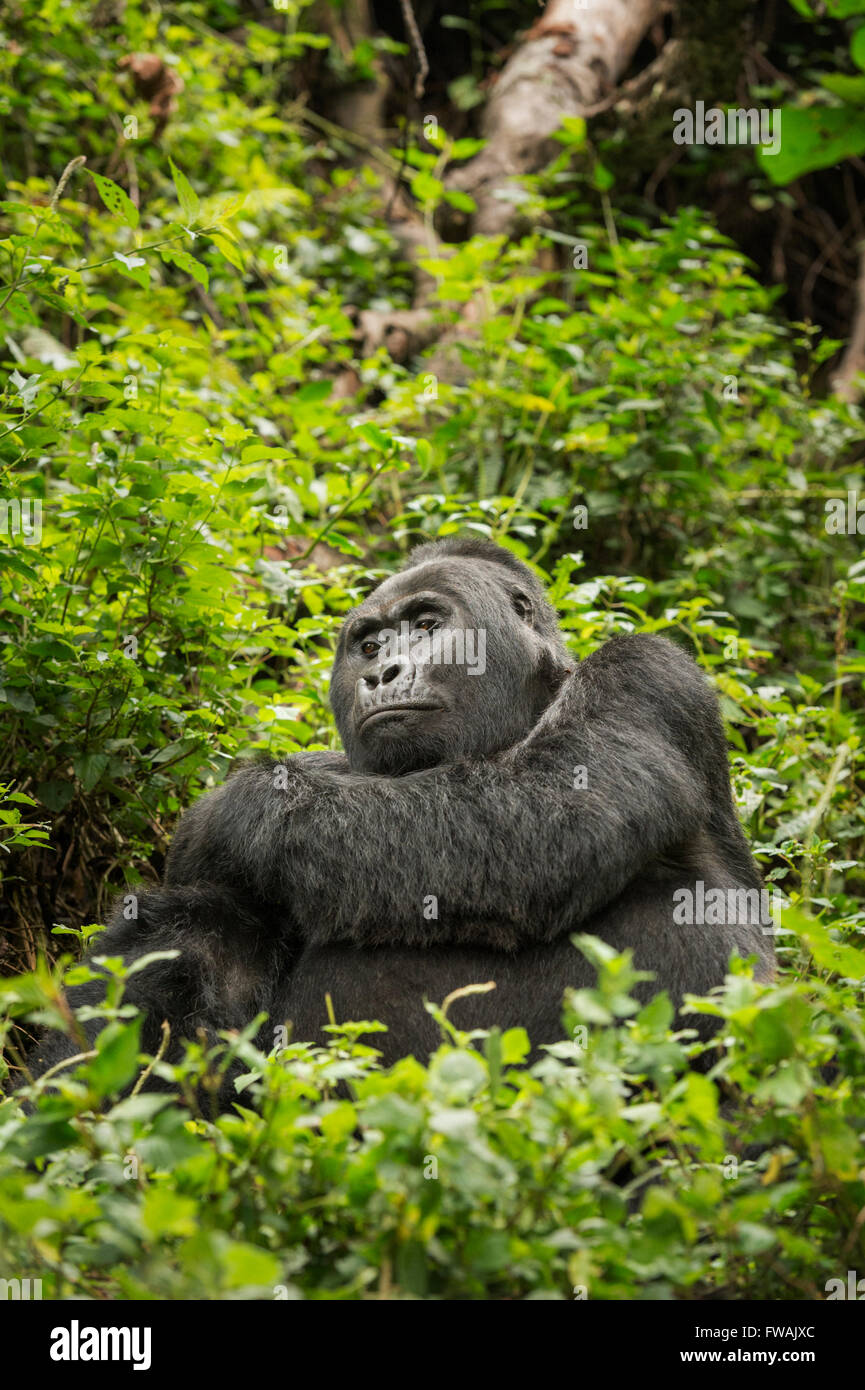 Gorilla di Montagna Foto Stock