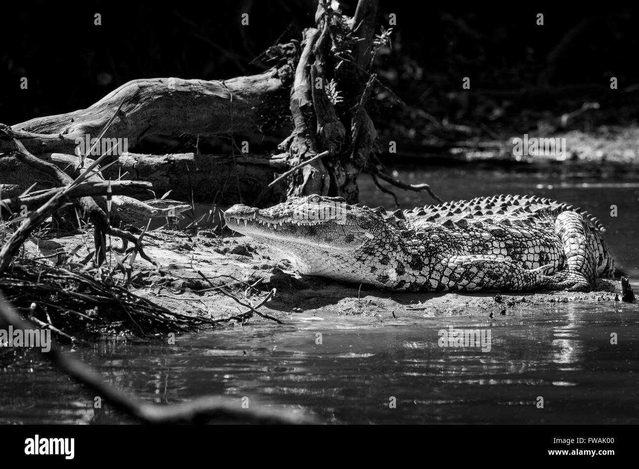 Coccodrillo Foto Stock